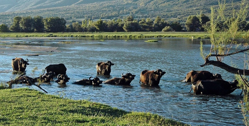 Λίμνη Κερκίνη: Το Λιβάδι που Δακρύζει - φωτο