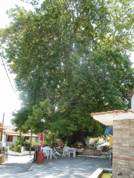 Μανδήλι: Το χωριό των Σερρών με τον πλάτανο ηλικίας 1120 ετών! - video
