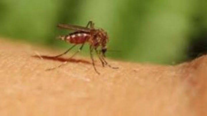 Τσίμπημα κουνουπιού: Το καλλυντικό που σταματάει τη φαγούρα