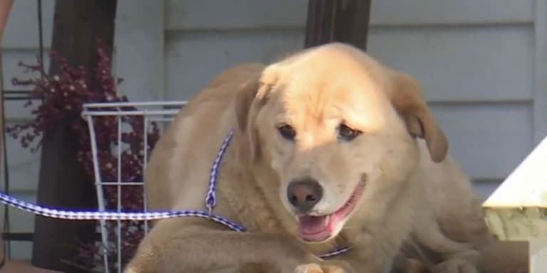Σκύλος ταξίδεψε 97 χιλιόμετρα για να πάει στο προηγούμενο σπίτι του