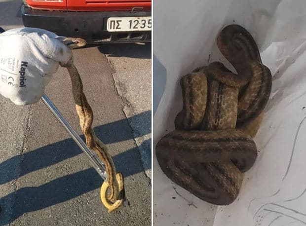 Πυροσβέστες απεγκλώβισαν φίδι από υδρορροή σπιτιού στις Σέρρες