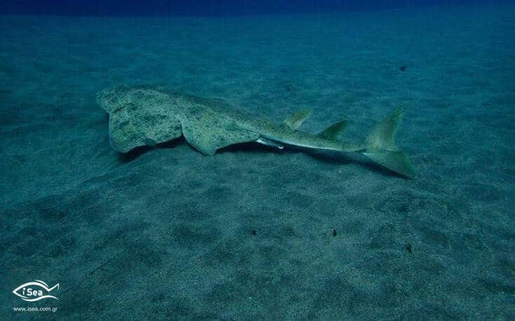 Ποιο είδος καρχαρία κινδυνεύει να αφανιστεί στο Αιγαίο (φωτο)
