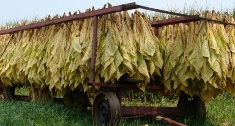 Σέρρες : SOS εκπέμπουν οι καλλιεργητές καπνού – Μείωση 40% στη φετινή παραγωγή