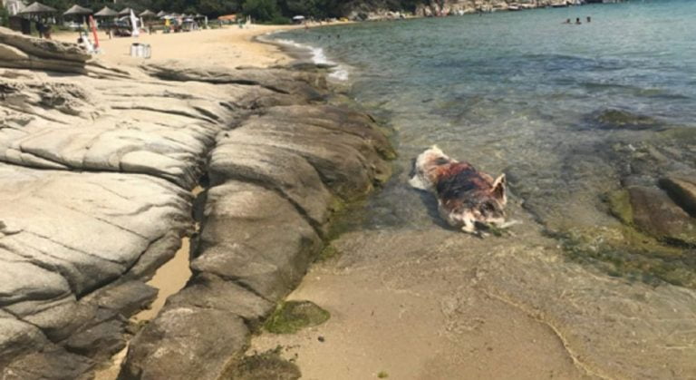 Θλιβερές εικόνες : Νεκρό Δελφίνι ξεβράστηκε στο Παληό της Καβάλας (φωτο)