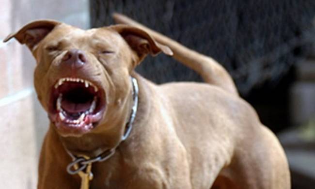 Σοκ στον Βόλο: Γυναίκα κατασπαράχθηκε από τον σκύλο της