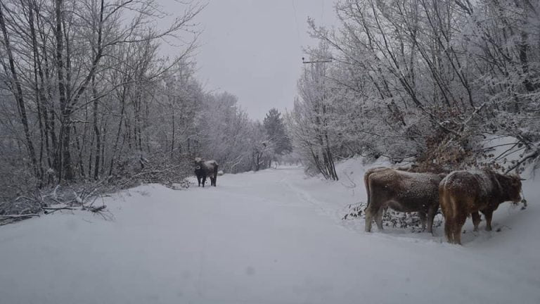 Υπέροχο Σερραϊκό τοπίο στην αναζήτηση… αγελάδων που ξεγελάστηκαν από την μαγεία του χιονιού