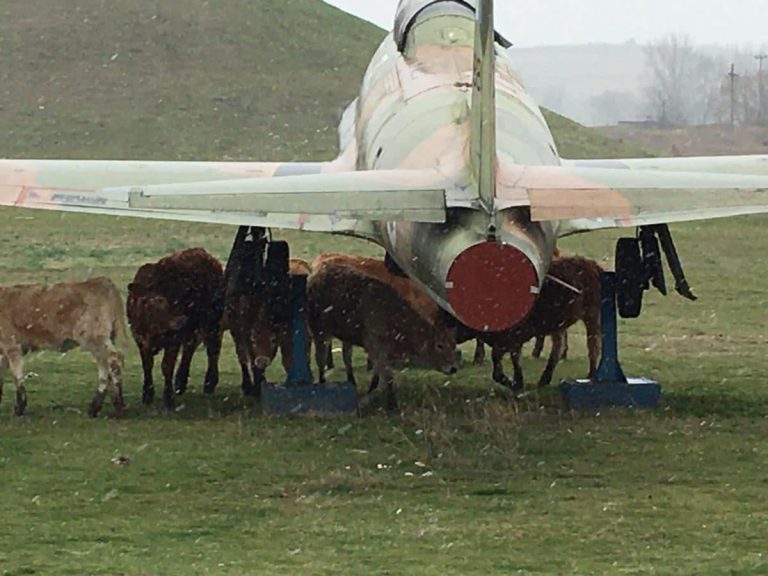 Σέρρες: Αγελάδες βρήκαν καταφύγιο από την κακοκαιρία κάτω από τα φτερά αεροπλάνου της Αερολέσχης (φωτο)