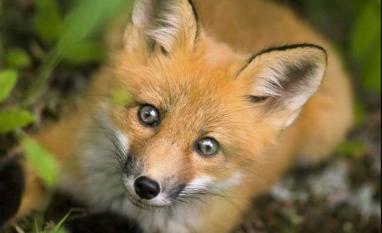 Παράταση του προγράμματος των εμβολιασμών των κόκκινων αλεπούδων- 50 ΕΥΡΩ για κάθε θηρευμένη αλεπού