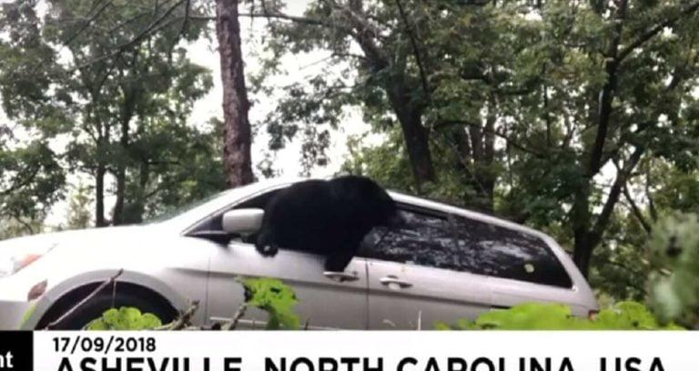 Viral : Μια αρκούδα σε…αυτοκίνητο! Αφού έφαγε αποφάσισε να κοιμηθεί στο αμάξι!…