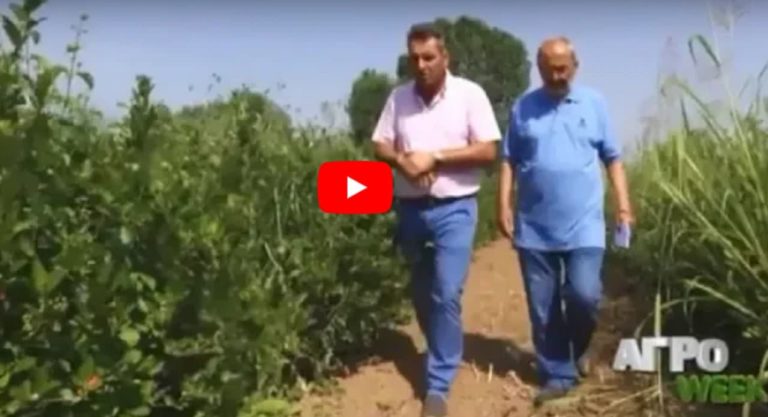 Η ΕΡΤ3 στα Φυτώρια Κωνσταντινίδη-Αφιέρωμα στην Καλλιέργεια της Αρώνιας και στα οφέλη της για τον οργανισμό