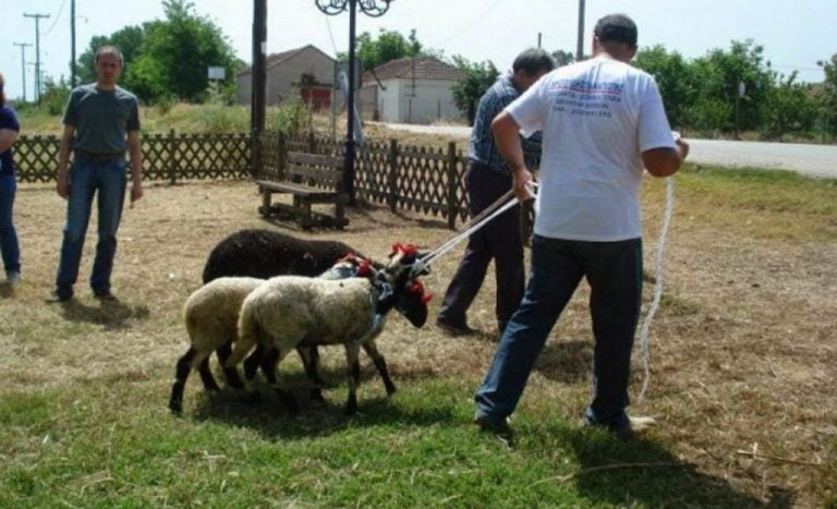 Να σταματήσει το «βάρβαρο» έθιμο της τελετουργικής θανάτωσης ζώων στην Αγία Ελένη ζητά η ΠΦΠΟ