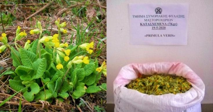 Λουλούδι του Δαρβίνου: Το παράνομο κυνήγι του ελληνικού φυτού που αξίζει χρυσάφι και πωλείται 50.0000€ το κιλό