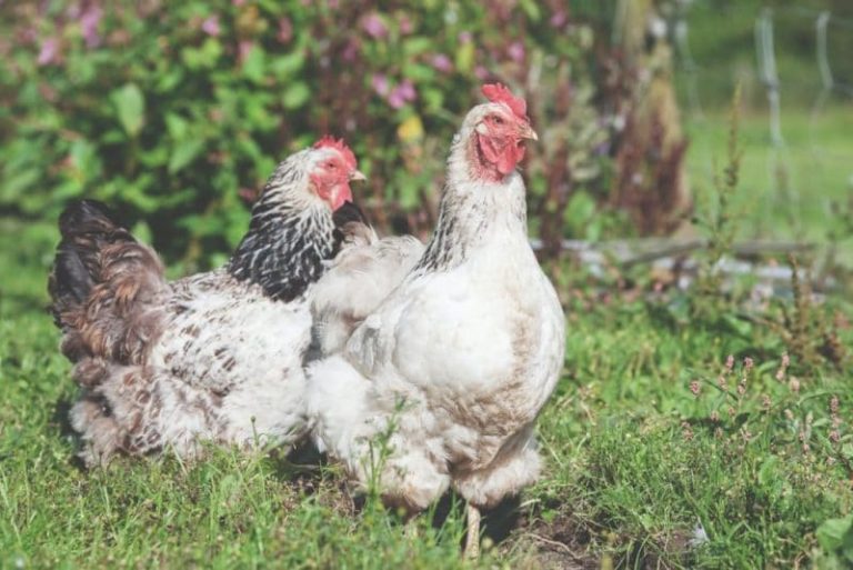 Η ΕΕ προειδοποιεί για ξεσπάσματα της γρίπης των πτηνών, εν μέσω πανδημίας κορονοϊού