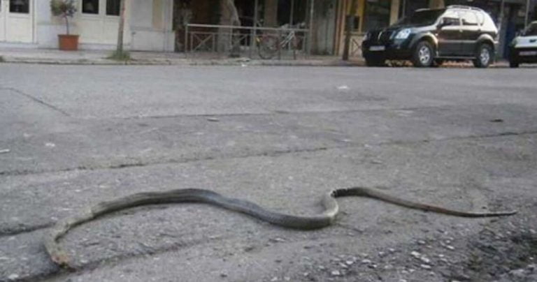 Σέρρες : Φίδι έκανε την εμφάνισή του στο κέντρο της πόλης