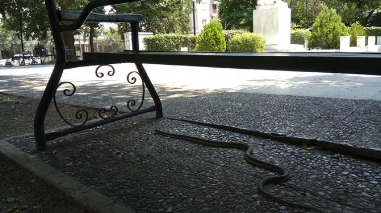 Σέρρες: Φίδι έκανε κυριακάτικη βόλτα στην πλατεία Ελευθερίας