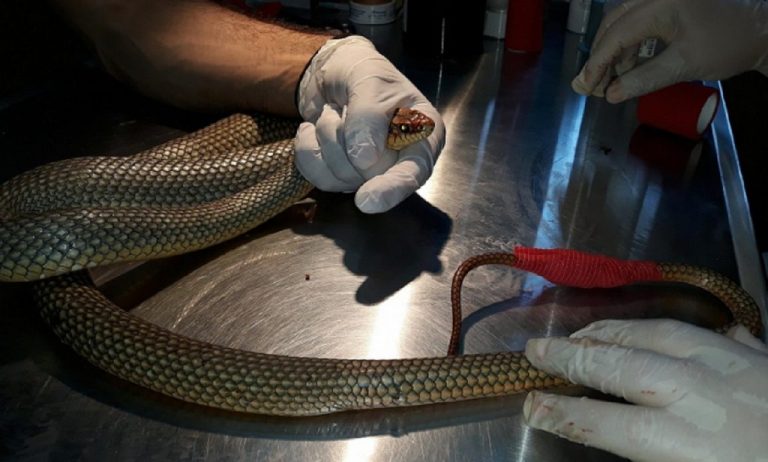 Πανικός σε σούπερ – μάρκετ στην Θεσσαλονίκη: Βρέθηκε φίδι δίπλα σε καροτσάκια!