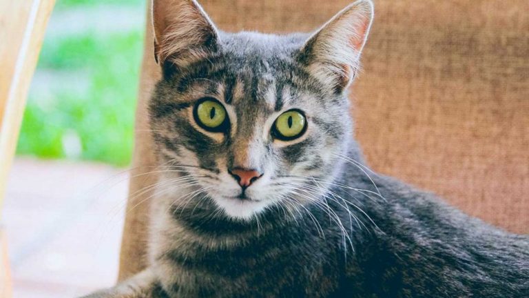 Βρέθηκε γάτα με κορονοϊό στο Βέλγιο – Τι λένε οι ειδικοί