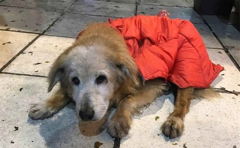 Ο δήμος Αθηναίων πήρε υπό την προστασία του την αδέσποτη σκυλίτσα “Κανέλλα” (φωτο)