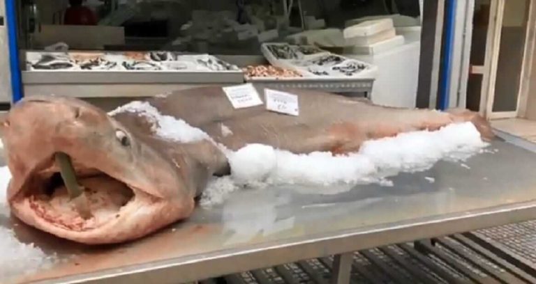 Aυτή κι είναι ψαριά : Αλιεύθηκε καρχαρίας 240 κιλών ανοιχτά της Καβάλας!