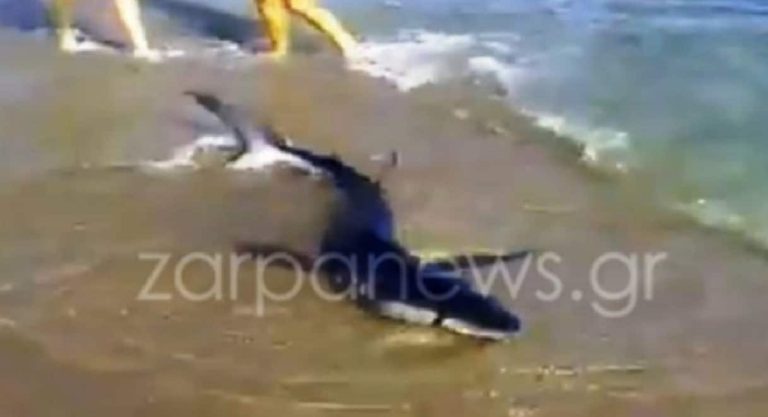 Βίντεο-σοκ: Καρχαρίας βγήκε σε παραλία των Χανίων
