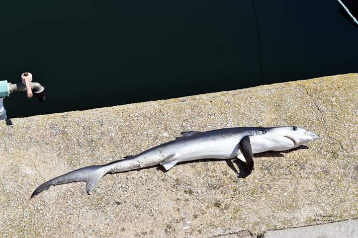 Καρχαρίας σε λιμάνι της Θράκης