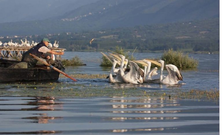 Ονειρικό σκηνικό στη λίμνη Κερκίνη-Σπάνια ομορφιά που μένει αξέχαστη (Δείτε τις φωτογραφίες)