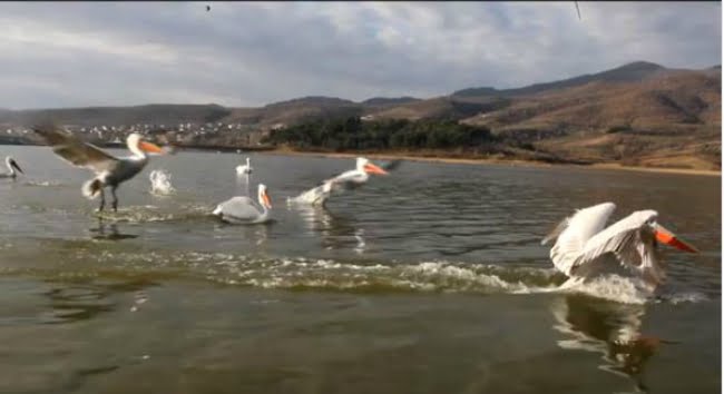 Σέρρες: Μαγευτικές εικόνες από το ξεκίνημα της άνοιξης στην λίμνη Κερκίνη (video)