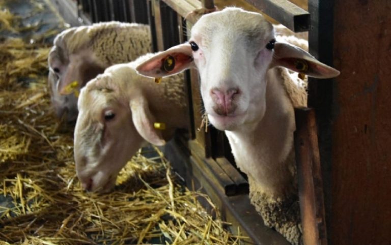 Νέος νόμος για τις κτηνοτροφικές εγκαταστάσεις -Σε δημόσια ηλεκτρονική διαβούλευση το σχέδιο νόμου