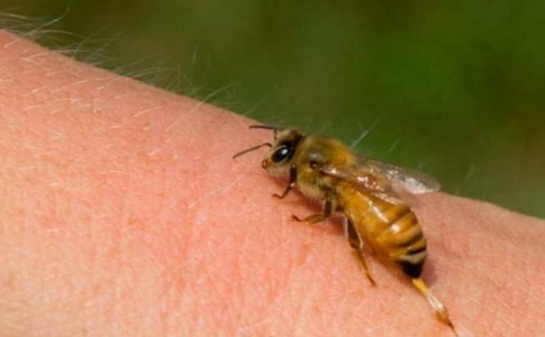 Tραγωδία στα Τρίκαλα: Νεκρός 32χρονος από τσίμπημα μέλισσας