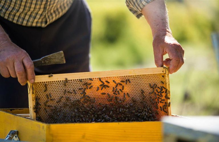 Ο μελισσοκομικός σύλλογος Σερρών διοργανώνει ημερίδα για την βιολογική μελισσοκομία