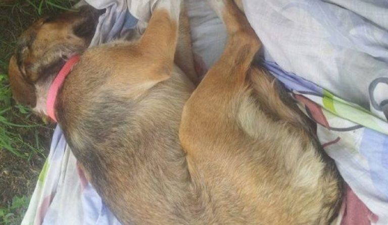 Σέρρες : Νέα δικάσιμος για τον άνδρα που δηλητηρίασε με φόλα τον σκύλο των γειτόνων του στο Καλόκαστρο