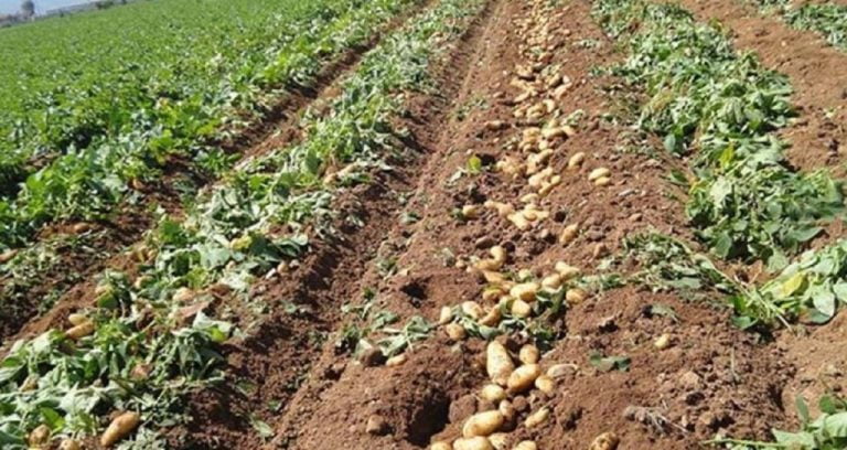 Αβέβαιο το μέλλον της πατάτας στην Ορεινή και την Άνω Βροντού Σερρών