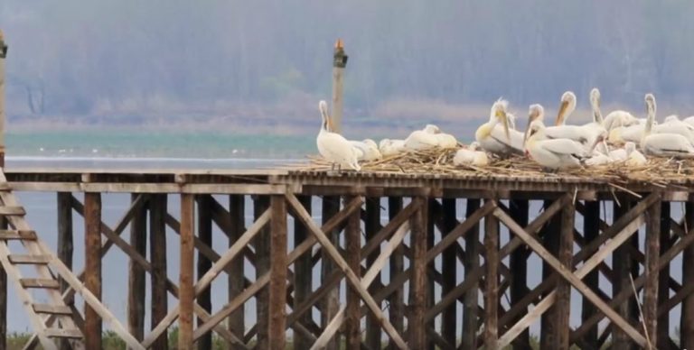 Σέρρες: 250 ροδοπελεκάνοι μέχρι τώρα στο Εθνικό Πάρκο Λίμνης Κερκίνης (video)