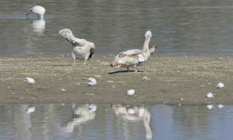Σέρρες: Ανιχνεύθηκε γρίπη των πτηνών σε αργυροπελεκάνους που βρέθηκαν νεκροί στη λίμνη Κερκίνη