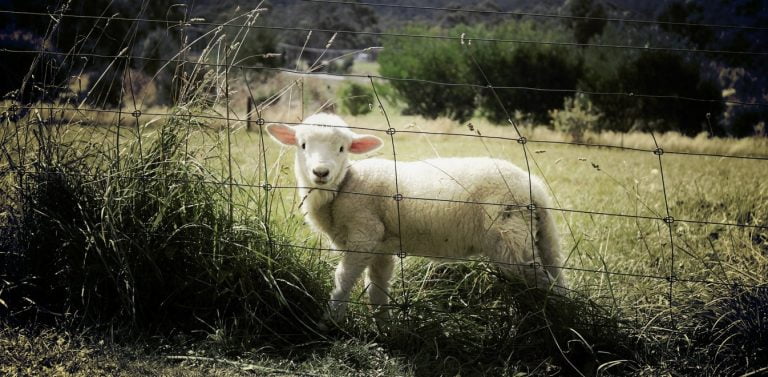 Το ακριβότερο πρόβατο του κόσμου – Πωλήθηκε έναντι 408.000 ευρώ σε δημοπρασία