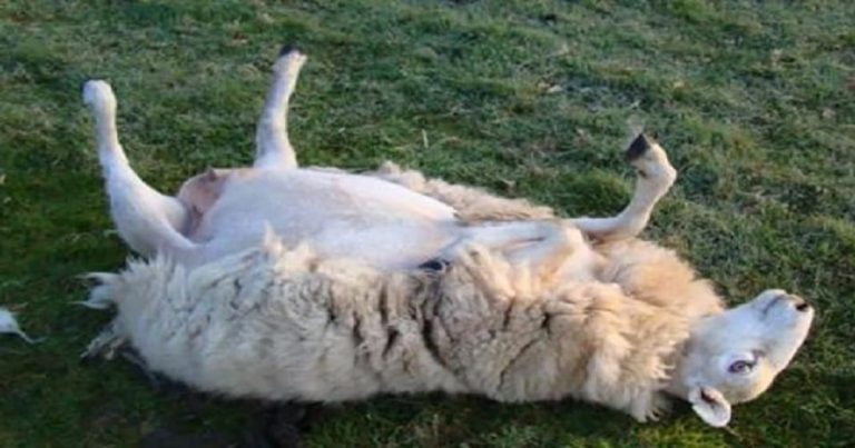 Καλαμάτα: Πρόβατα έφαγαν 200 κιλά χασίς και την…«άκουσαν στερεοφωνικά»
