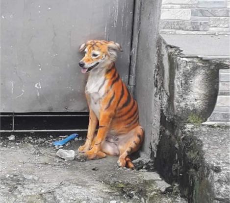Μαλαισία: Έβαψαν σκύλο πορτοκαλί με μαύρες ρίγες για να μοιάζει με τίγρη (Photos)