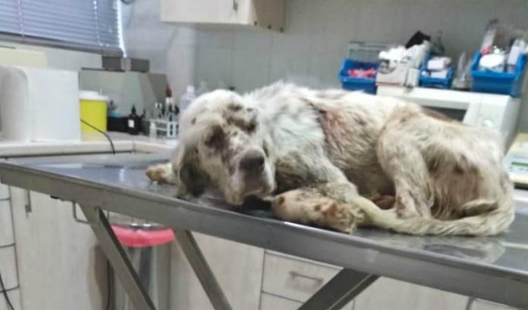 Σέρρες: Σκυλάκι βρέθηκε πυροβολημένο και με σπασμένο το σαγόνι στο Μπέλλες(φωτο)