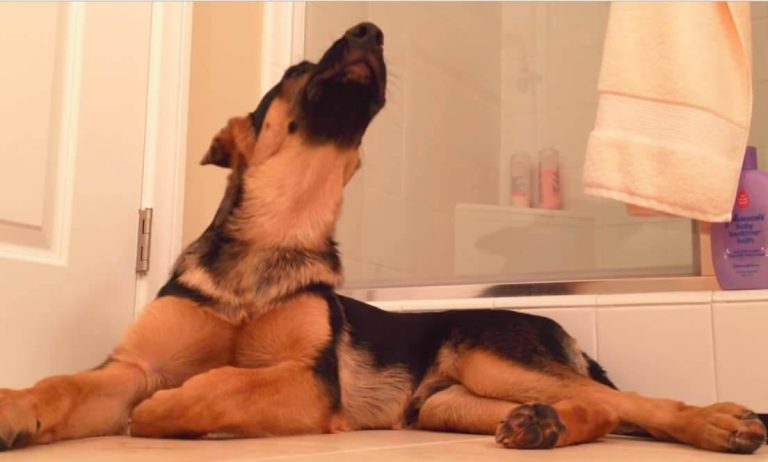 Σκύλος τραγουδάει μαζί με το αφεντικό του, ενώ κάνει μπάνιο. Γιατί οι σκύλοι προσπαθούν να τραγουδήσουν; (βίντεο)