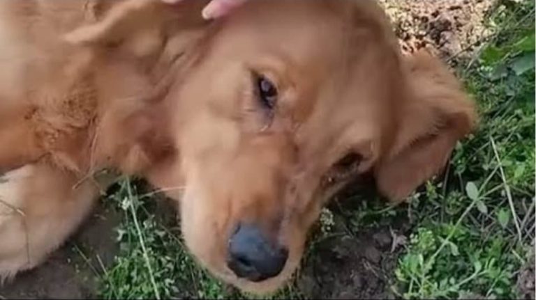 Κίνα: Σκυλίτσα έχασε στη γέννα τα μικρά της, σκάβει τον τάφο τους και αρνείται να τα αποχωριστεί