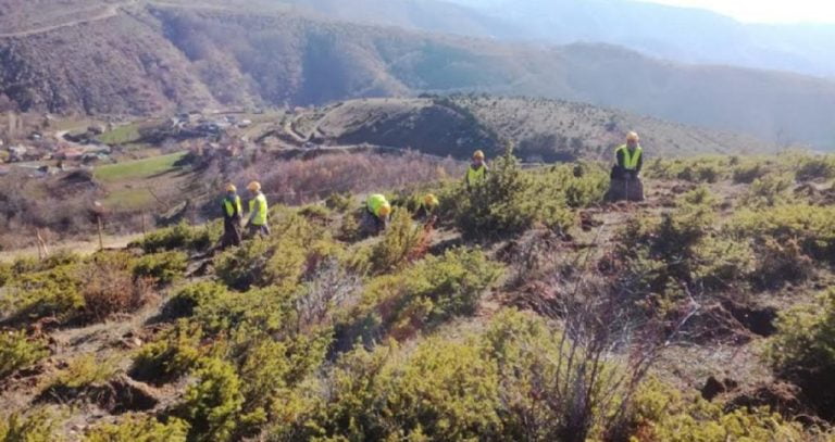 Αναδάσωση από τον ΤΑΡ στη Βόρεια Ελλάδα με 400.000 δένδρα και θάμνους