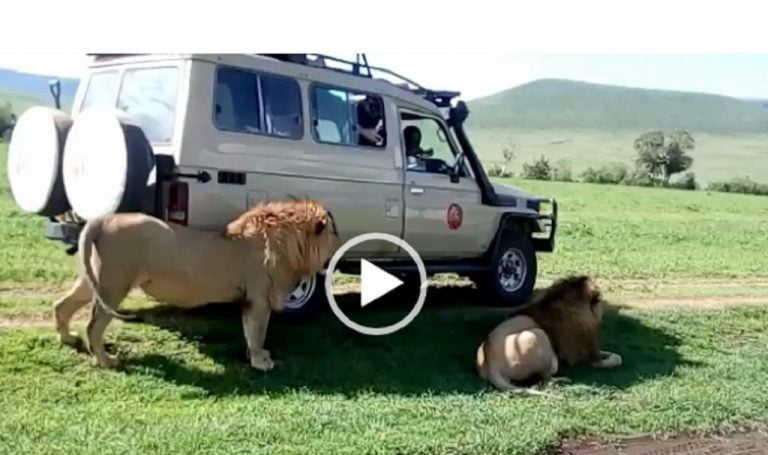 ΒΙΝΤΕΟ : Ο πιο ηλίθιος τουρίστας του κόσμου: Απλώνει το χέρι να χαϊδέψει… λιοντάρι!