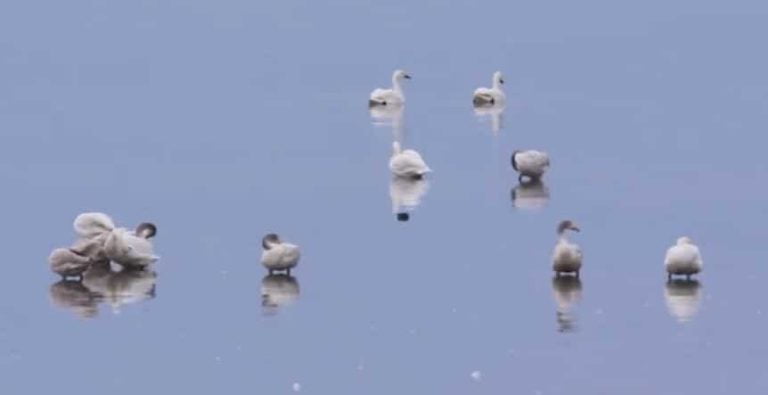 300 πανέμορφοι νανόκυκνοι έχουν ήδη φτάσει στην Λίμνη Κερκίνη  (video)
