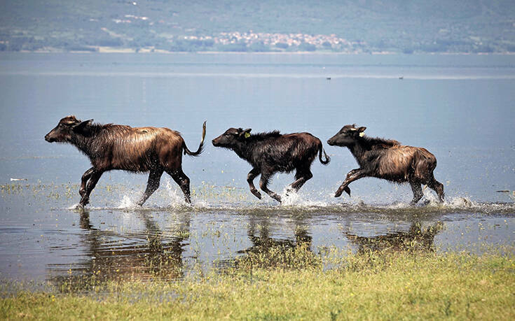 Κερκίνη: Η λίμνη της Ελλάδας με την σπάνια φυλή αγροτικών ζώων