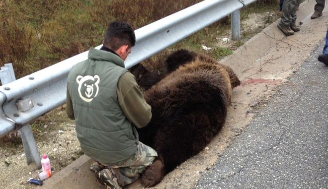 Κοζάνη: Νεκρή αρκούδα στην Εγνατία Οδό – Παρασύρθηκε από ΙΧ