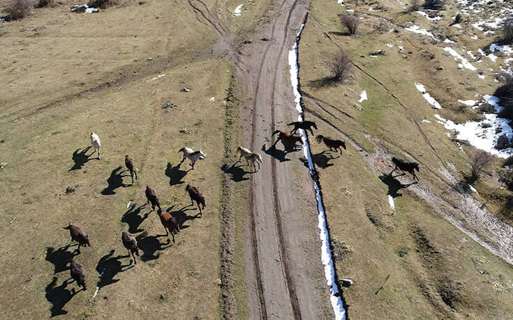 Η αδάμαστη ομορφιά του Μενοίκιου Όρους: Παρακολούθηση των αλόγων με drone και gps