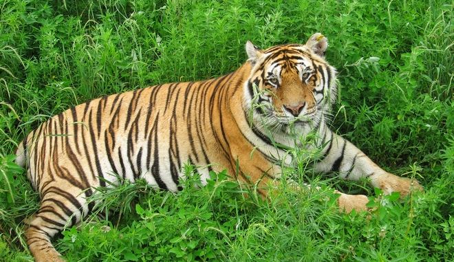Ελβετία: Φύλακας ζωολογικού κήπου πέθανε όταν της επιτέθηκε μια τίγρη
