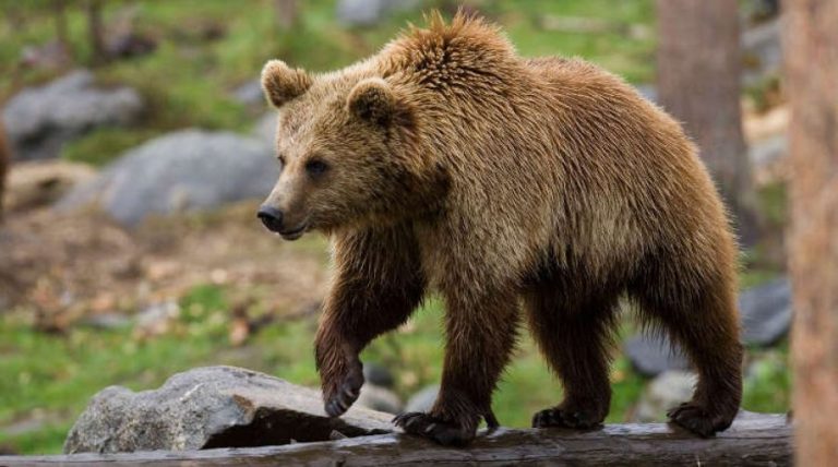 Καστοριά: Αρκούδα βγήκε για σεργιάνι και διέσχισε το μισό χωριό (video)