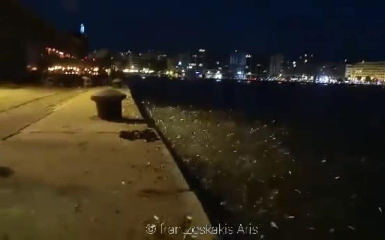 Θεσσαλονίκη:  Βγήκαν τα ψάρια στη στεριά στην παλιά Παραλία! (video)
