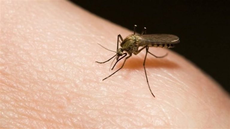 Κουνούπια: Οι λόγοι που βρίσκουν εσάς ακαταμάχητους και όχι τον διπλανό σας